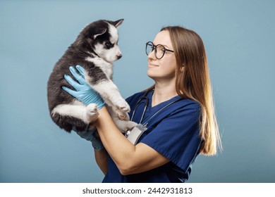 Veterinarian holding a Husky puppy with blue gloves - Powered by Shutterstock