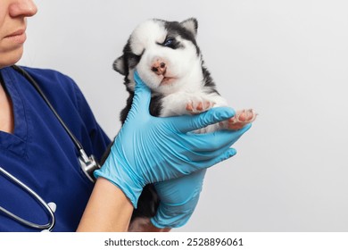 Veterinarian holding husky puppy in blue gloves - Powered by Shutterstock