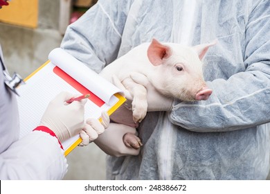 Veterinarian holding a pig while nurse working trial.