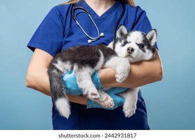 Veterinarian holding Siberian Husky puppy - Powered by Shutterstock