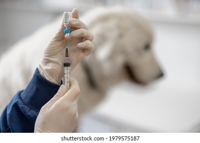 Veterinarian Holding Syringe With Vaccine Near Big White Dog In Clinic. Treatment And Pet Care. Annual Rabies Vaccination. Close Up