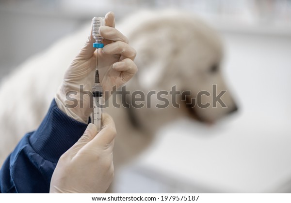 Veterinarian holding syringe with vaccine near big\
white dog in clinic. Treatment and pet care. Annual rabies\
vaccination. Close\
up