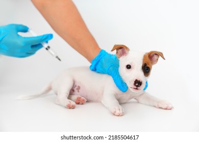 where do you give a dog an im injection