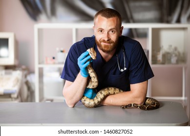 Veterinarian Holds Snake In Hands. Exotic Pet On Inspection.