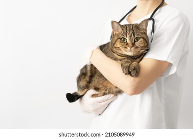 A Veterinarian Holds A Striped Cat In His Arms. Veterinary Clinic. White Background, Copy Space. Scottish Straight.