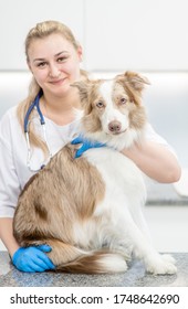 Veterinarian Hugs Australian Shepherd Dog At Vet Clinic