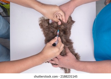 A Veterinarian Injects The Back Of An Imperial Shih Tzu With A 5 In 1 Or Rabies Vaccine While A Nurse Keeps Him Still. A Dog Getting A Vaccination Shot At The Veterinarian Clinic.