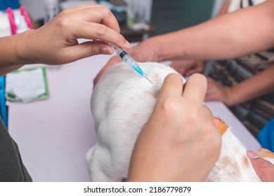 A Veterinarian Injects The Back Of A Mixed Breed Puppy With A 5 In 1 Or Rabies Vaccine While A Nurse Keeps Him Still. A Dog Getting A Vaccination Shot At The Veterinarian Clinic.