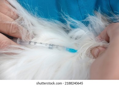 A Veterinarian Injects The Back Of A Shih Tzu With A 5 In 1 Or Rabies Vaccine While A Nurse Keeps Him Still. A Dog Getting A Vaccination Shot At The Veterinarian Clinic.