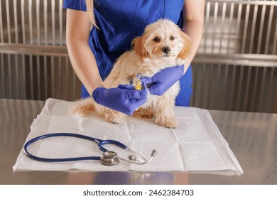 A veterinarian injects medicine with a syringe into a dog's paw, emergency care for animals, veterinary clinic - Powered by Shutterstock