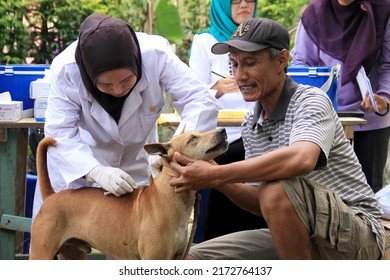 Veterinarian Injects Rabies Vaccination To A Dog In Free Rabies Vaccination Activity For Pets In Bengkulu City, Indonesia, September 28 2016