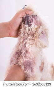 Veterinarian Inspecting Dog With Skin Itchy, Irritation With Dry Skin, Yeast, And Fungal Infection