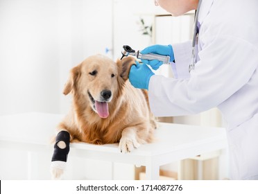 A Veterinarian Inspects A Pet Dogs Ears During A Checkup