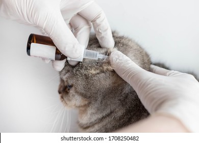 The veterinarian instills special ear drops for animals in the cat's ear. The veterinarian examines the cat. Cat at the vet's appointment. Animal clinic.