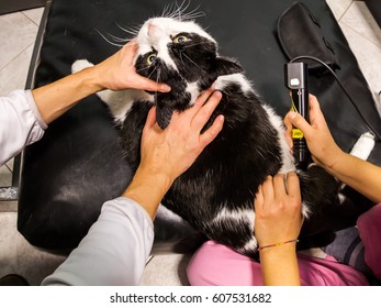 Veterinarian Laser Therapy To A Cat With Arthrosis Pain