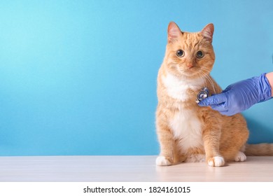 veterinarian listens to a cat's heart with a stethoscope, cat sits on a table, blue background, copy space - Powered by Shutterstock