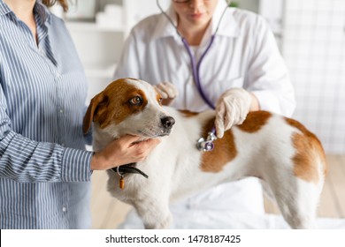 The Veterinarian Listens To The Dog With A Stethoscope.