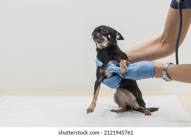 Veterinarian Listens To Dog's Heartbeat. Doctor Applies Stethoscope To Small Chihuahua . Pet Health Check Concept. Solid Background With Copy Space