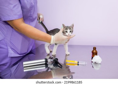 Veterinarian And Little Cat. Services In Veterinary Clinic. A Small Kitten At The Reception At The Vet.