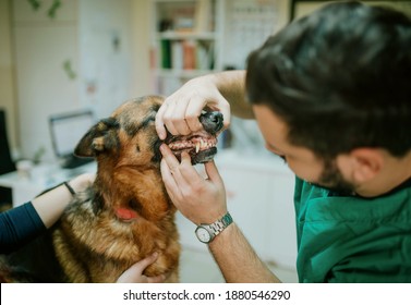 A veterinarian looks at the teeth of a German shepherd sitting quietly on a table in a veterinary clinic. Dog lovers - Powered by Shutterstock