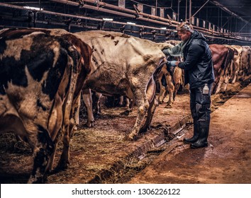 A Veterinarian Makes The Procedure Of Artificial Insemination Of A Cow In A Farm