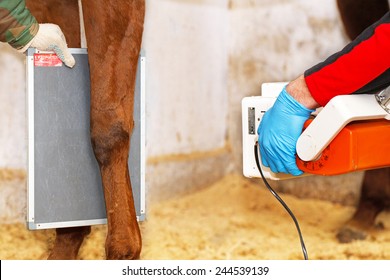Veterinarian makes radiography of horse leg