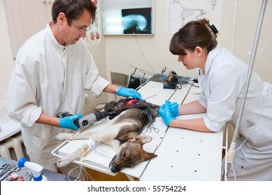 Veterinarian Makes Surgery The Dog With Fracture Back Paws. Nurse Helps Him.