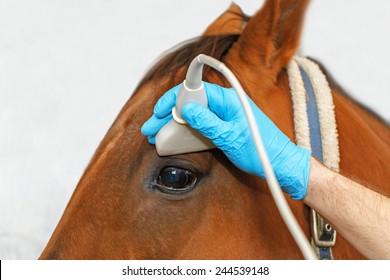 Veterinarian makes ultrasonic scanning of horse eye - Powered by Shutterstock