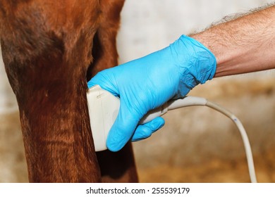 Veterinarian makes ultrasonic scanning of horse's front leg.