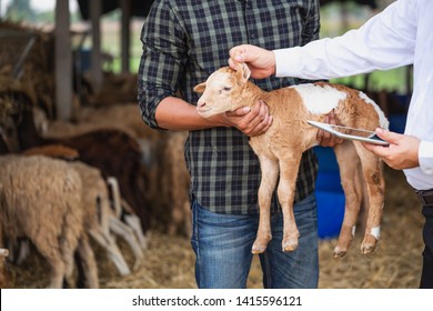 Veterinarian in medical gown and young man taking care about the baby goat standing indoors in the barn. Sheep breeder with veterinary in shed using digital tablet. Smart farm.