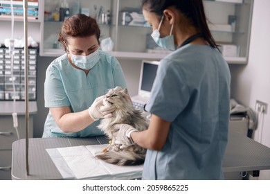 Veterinarian in medical mask examines ear of cute grey cat with assistant in hospital