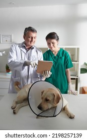 Veterinarian And Medical Nurse Checking Medical Card Of Labrador Dog On Tablet Computer