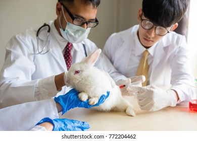 veterinarian men injecting or feeding medicine to a white adrable rabbit by syringe on the table. Scientist doing animal experiment in lab. Mammal Health care concept.