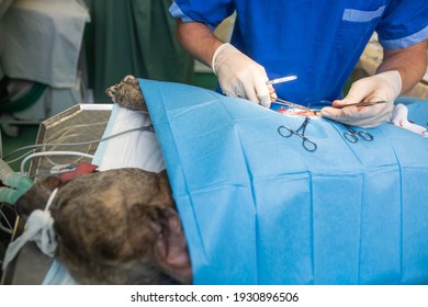 Veterinarian neutering the dog in a vet clinic, animal healthcare concept. - Powered by Shutterstock