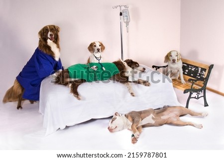 At the veterinarian on the operating table