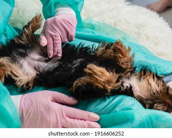 The veterinarian palpates the puppy's abdomen after injury. Routine examination of the dog's health at the veterinary clinic