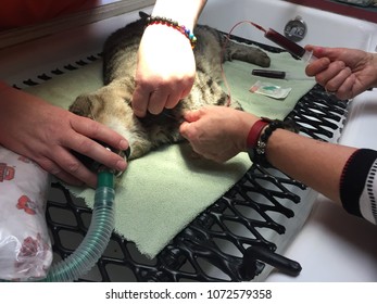 Veterinarian Performing A Feline Blood Transfusion - Saving A Life!