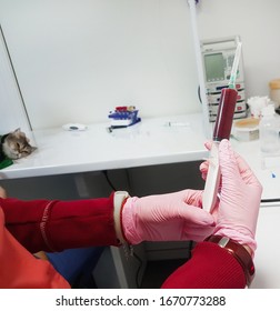 Veterinarian Performing The Procedure Of Blood Transfusion