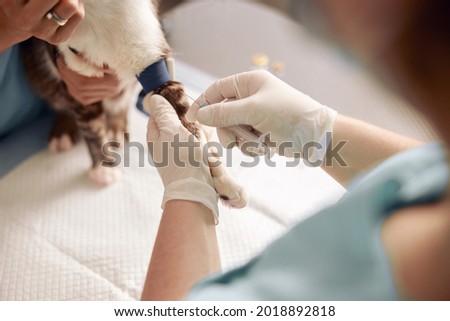 Veterinarian performs injection to cat with tourniquet on paw with nurse assistant in clinic