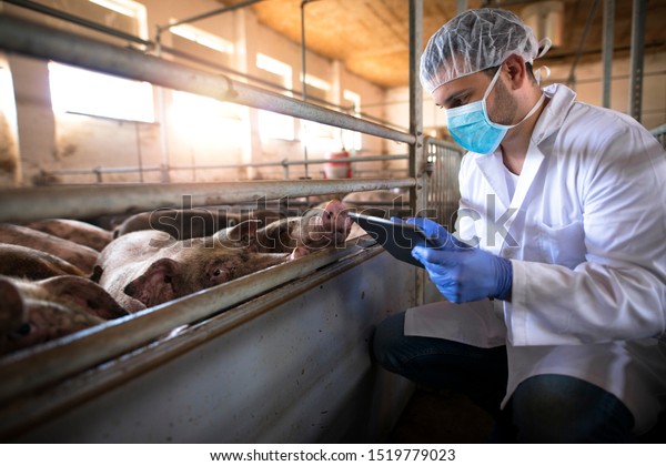 Veterinarian at pig farm checking health\
status of pigs domestic animals on his tablet computer in pigpen.\
Health concept. Food quality control and\
production.