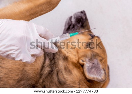 The veterinarian is preparing to inject an ill dog. Treatment of animals