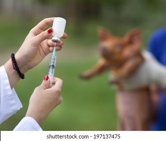 Veterinarian preparing injection to piglet on farm