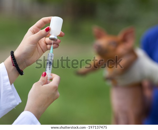 Veterinarian
preparing injection to piglet on
farm