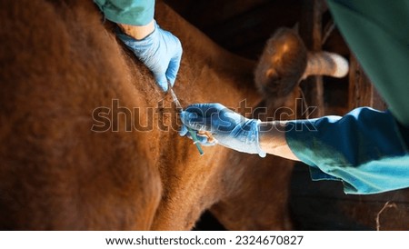 Veterinarian in protective rubber gloves inoculates a cow in the neck against anthrax, close-up hands. Prevention of diseases in cattle, prevention of the spread of dangerous infections.