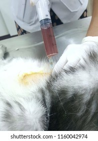 Veterinarian put needle with syringe on abdominal of the cat to remove urine  that has feline lower urinary tract disease.