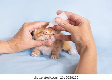 veterinarian puts eye drops into the eyes of a small ginger kitten. Treatment of animals. - Powered by Shutterstock