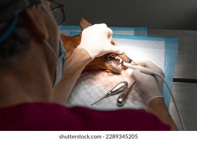 Veterinarian removing tartar from a dog's teeth in the operating room. Canine dental cleaning. - Shutterstock ID 2289345205