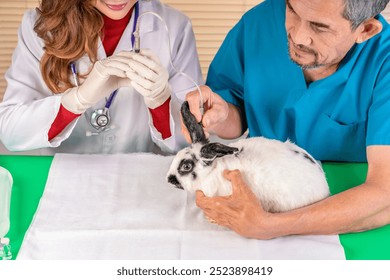 veterinarian and senior man helper in uniform checkup and treat rabbit sick in clinic,young female vet injecting medicine into a rabbit's ear vessel - Powered by Shutterstock