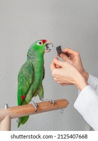 A veterinarian sharpens the beak of a large green parrot. Manicure for a big parrot. Professional veterinary care for parrots and domestic birds.