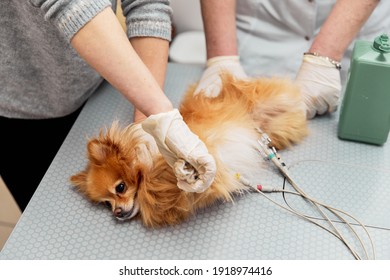 A Veterinarian Shaves A Black Dog To Connect Electrodes For An Electrocardiogram Examination